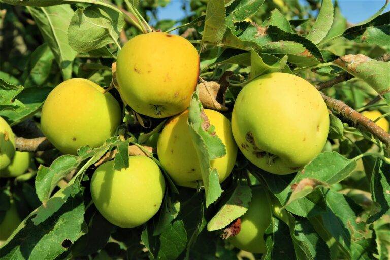 The Impact of Sustainable Agriculture on Jam Ingredients: World777 login, 11xplay online, Betbook247
