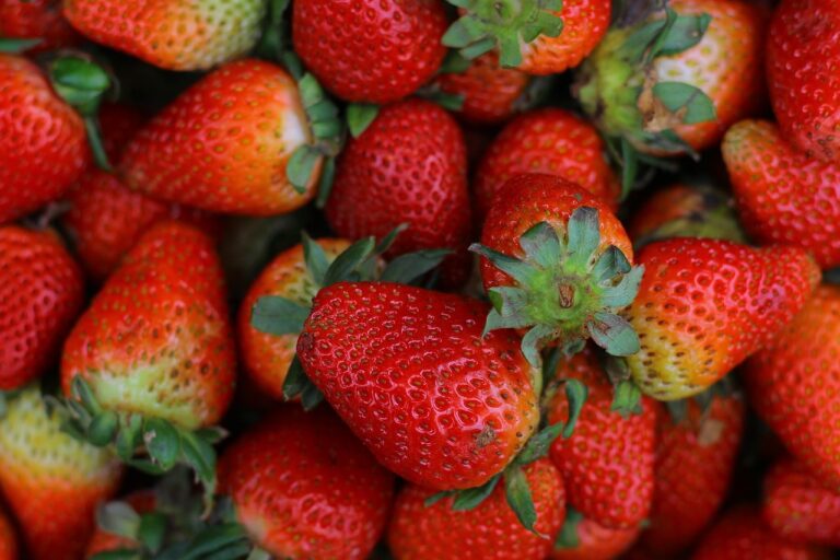 The Impact of Fruit Varieties on Jam and Jelly Pairings: All panel, Cricbet99, Lotus365win login