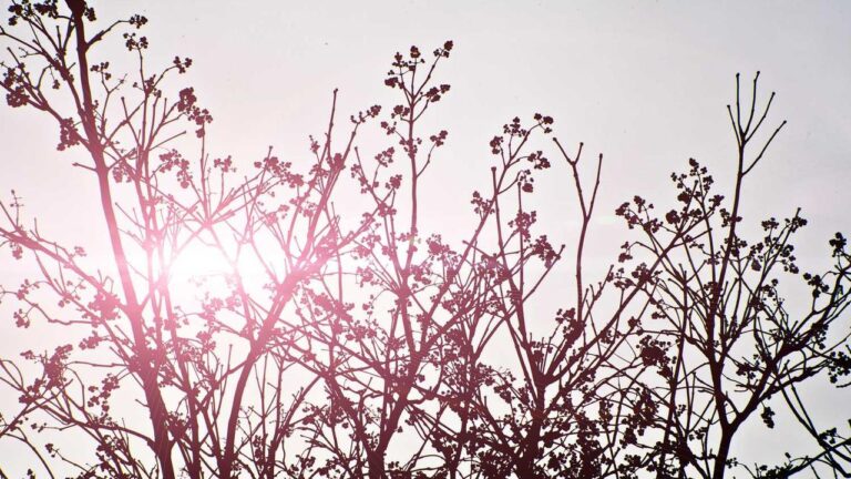 Why Does 99Exch Maintenance Occur During Peak Hours?